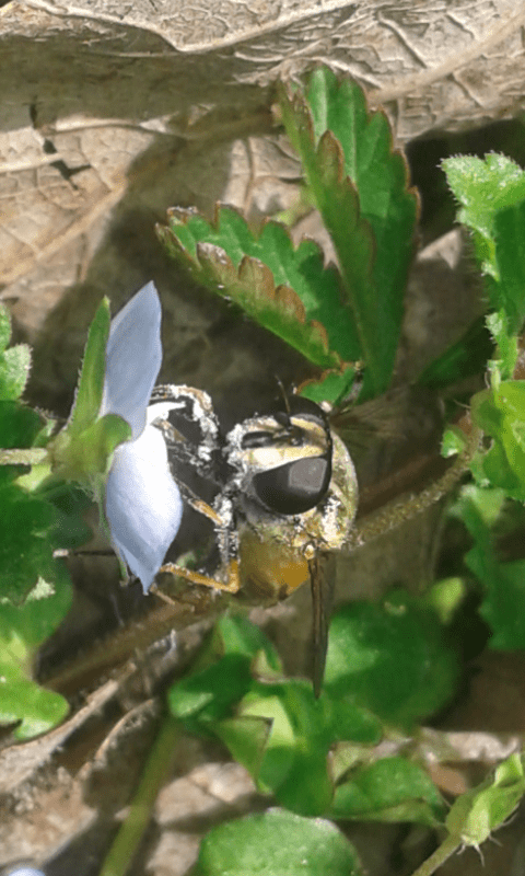 Syrphidae : Helophilus pendulus?  S